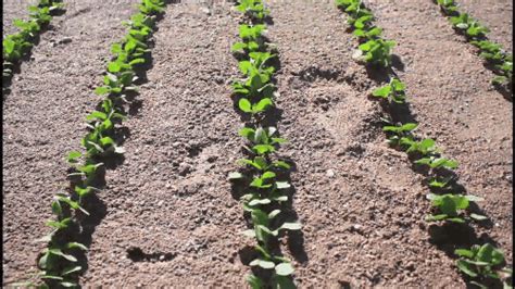 The Growing Cycles of Vegetables – Farm foods grow in time lapse – The ...