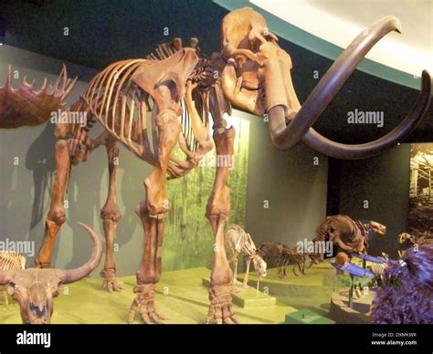 Mammoth museum mammoth skeleton hi-res stock photography and images - Alamy