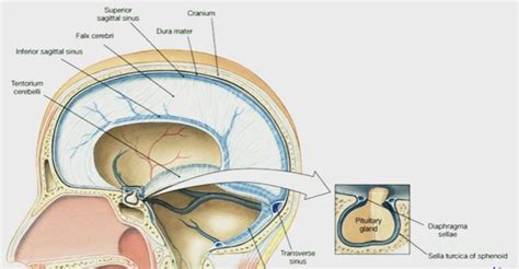 Sella Turcica - Bone, Function, Site, Location, Anatomy, Empty Sella