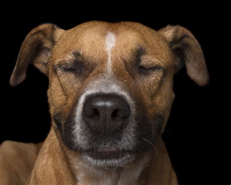 These Photos Of Zen Dogs Will Make You Feel Zen, Too | HuffPost