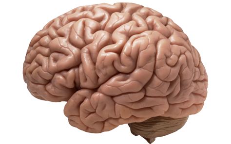 Brain PNG Transparent Images | PNG All