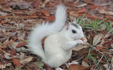 White squirrel wallpaper - Animal wallpapers - #43454