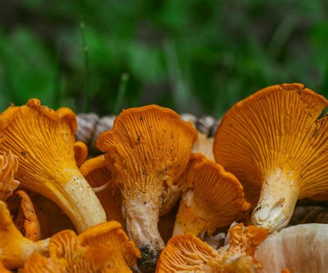 Chanterelle Mushroom Identification (and Look-Alikes to Avoid)