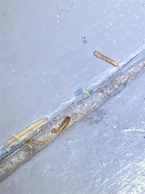 Can anyone ID? Is it flea larvae? : r/Bedbugs