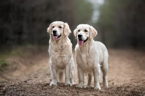 Fun Facts about English Cream Golden Retrievers