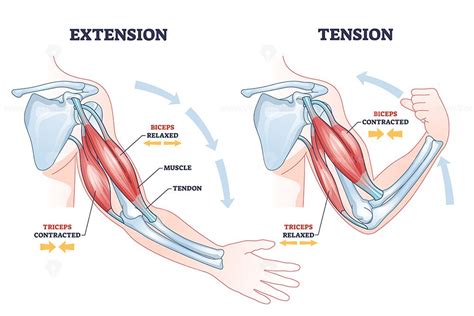 Tricep Muscle Anatomy