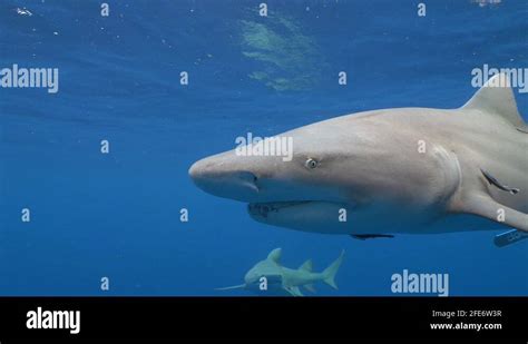 Shark eye close up Stock Videos & Footage - HD and 4K Video Clips - Alamy