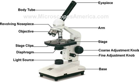 monocular labeling Diagram | Quizlet