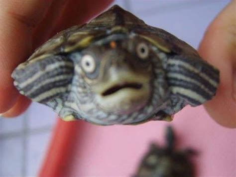 funny animals | Turtles funny, Cute baby turtles, Funny animal faces