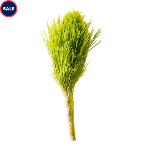 Shaving Brush Plant (Penicillus sp.) | Petco