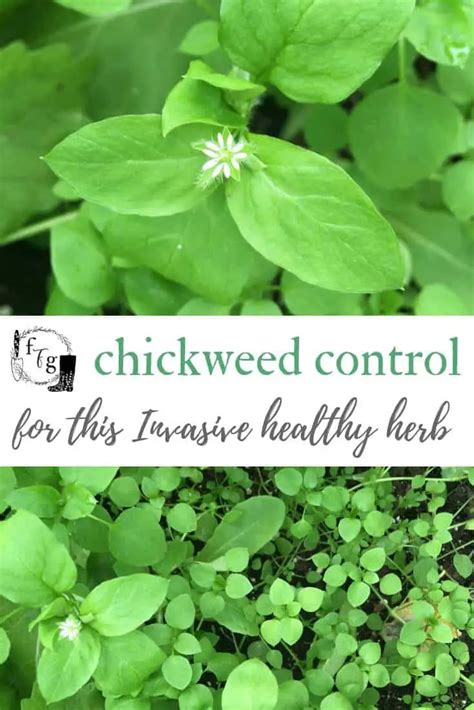 Chickweed [Beneficial or Invasive Weed?] | Family Food Garden