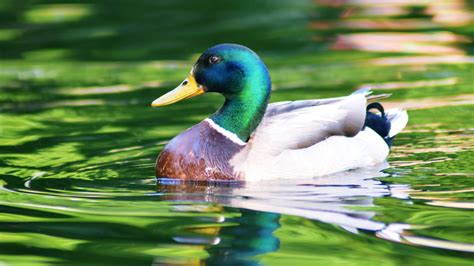 White Aquamarine Duck Is Swimming On Water 4K HD Animals Wallpapers | HD Wallpapers | ID #49978