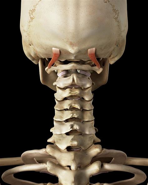 Human Neck Bones And Muscle Photograph by Sciepro - Fine Art America