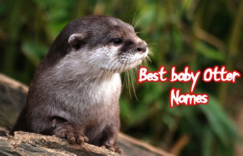 Top 40 Cute Otter Names For Baby Otters (Boys & Girls)