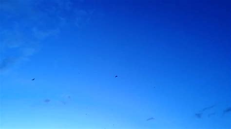 Birds Flying in Slow Motion Free Stock Video Footage, Royalty-Free 4K & HD Video Clip