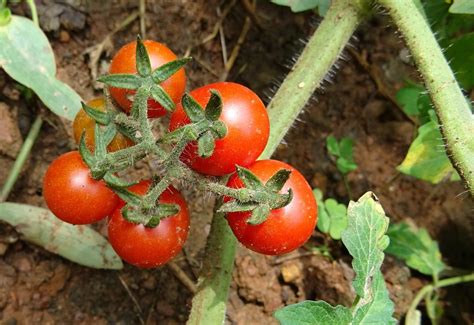 The Best Way to Grow Cherry Tomato Plants | Iupilon