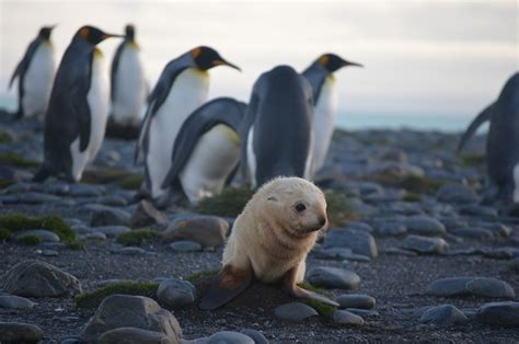 Antarctica Wildlife