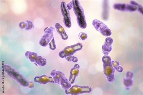 Clostridium perfringens bacteria, anaerobic spore-producing bacteria ...