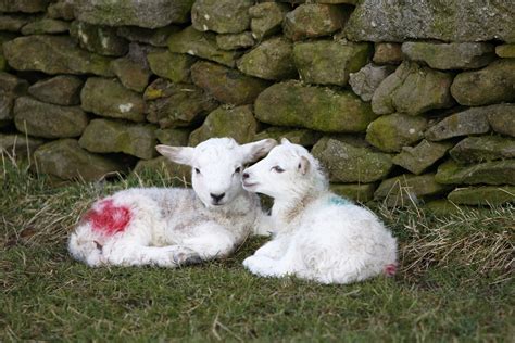 Lambs Free Stock Photo - Public Domain Pictures