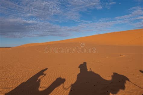 Camel Shadow on the Sand Dune in Sahara Desert Stock Photo - Image of ...