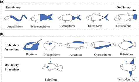 Classification of swimming modes: (a) BCF and (b) MPF. Blue areas... | Download Scientific Diagram