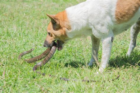 Cats Have More Lives Than Dogs When It Comes to Venomous Snake Bites – Here’s Why