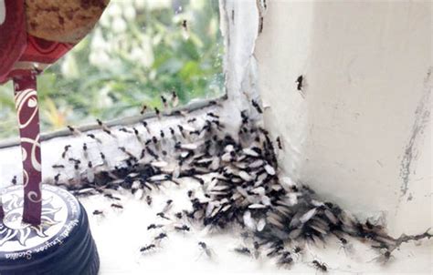 Flying ant warning issued as shocking video shows how they wreck havoc | Nature | News | Express ...