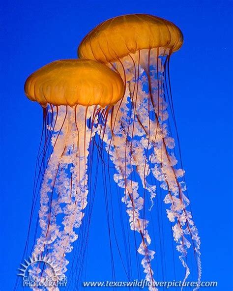 PACIFIC SEA NETTLES JELLYFISH - lifespan many years | Jellyfish art ...