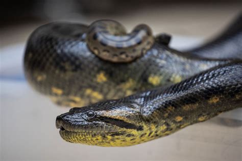 Green Anaconda Snake Attacking