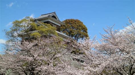 Ultimate Cherry Blossom Map in Kyushu - WAttention.com