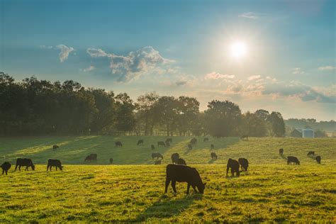 Critical Steps to Improve Soil Health in Pastureland - Alabama Cooperative Extension System