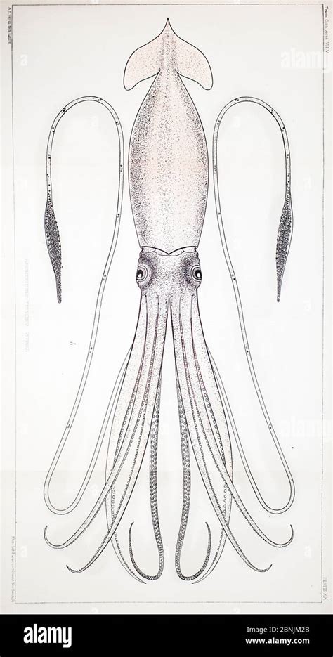 Giant squid illustration hi-res stock photography and images - Alamy