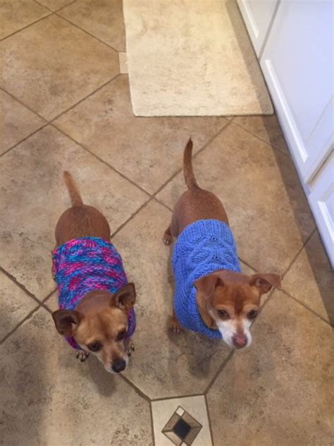 Chihuahua Sweaters | Etsy