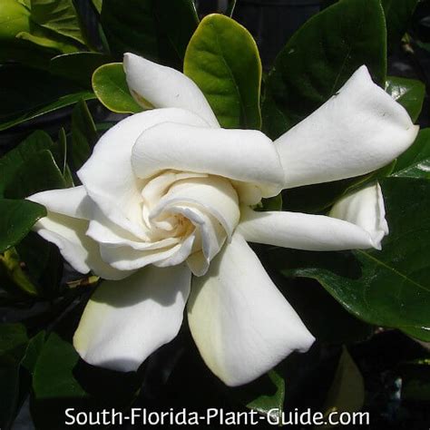 Gardenia Bush