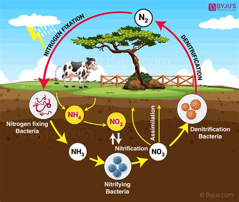 Nitrogen Cycle Explained - Definition, Stages and Importance