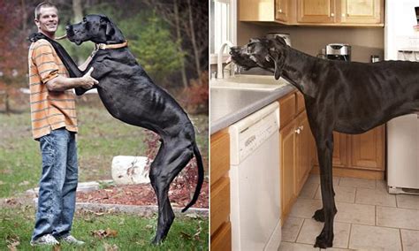 Zeus, the world's tallest dog, dies just before his sixth birthday | Daily Mail Online