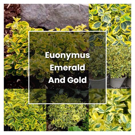 How to Grow Euonymus Emerald And Gold - Plant Care & Tips | NorwichGardener