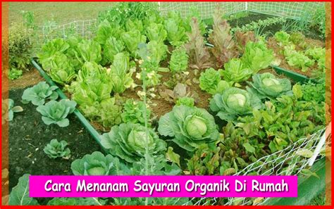 Ide Terbaru 36+ Cara Menanam Sayuran Organik Di Rumah