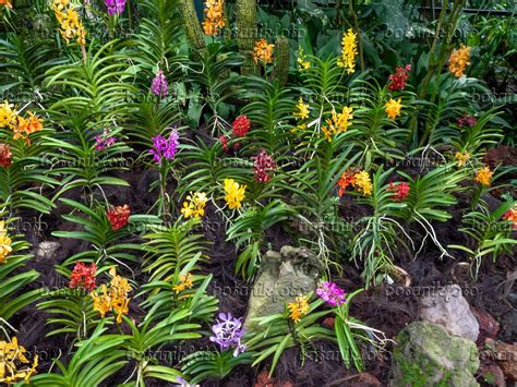 Images Orchid Gardens - Images of Plants and Gardens - botanikfoto