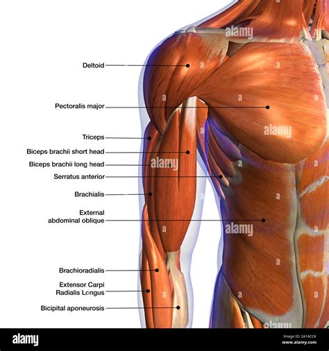 Male Chest Muscle Anatomy Diagram