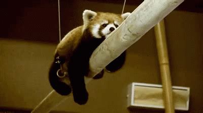 Red Panda GIF - RedPanda Redp - Discover & Share GIFs