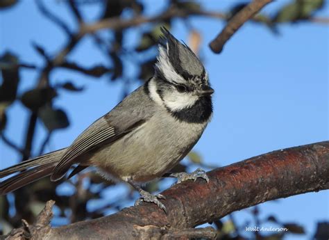 Titmice – Friends of Buenos Aires National Wildlife Refuge