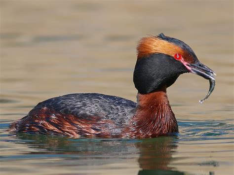 Horned Grebe - eBird