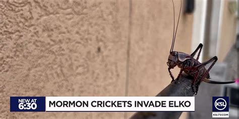 Millions of 'Mormon Crickets' Wreaking Havoc in Nevada Towns | LDS Daily