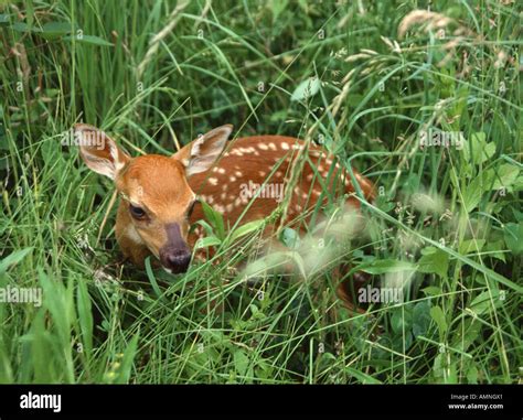 White tailed Deer Fawn Stock Photo - Alamy