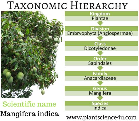 The Taxonomic Hierarchy of Plants (Mango)