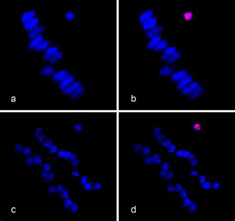 FISH analysis behaves of the chromosomes at Meiosis Iin R-leaves ...