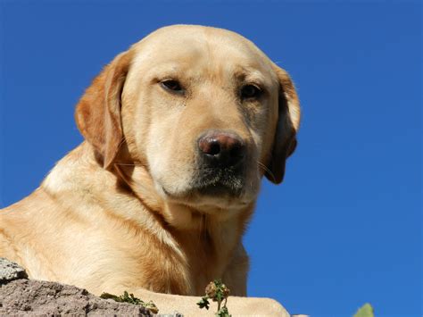 Archivo:Labrador Retriever Adulto.JPG - Wikipedia, la enciclopedia libre