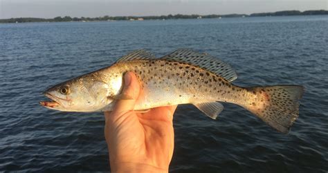 Maryland Biodiversity Project - Spotted Weakfish (Cynoscion nebulosus)