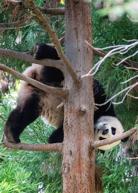 National Zoo Pandas Officially Depart Washington D.C. for China